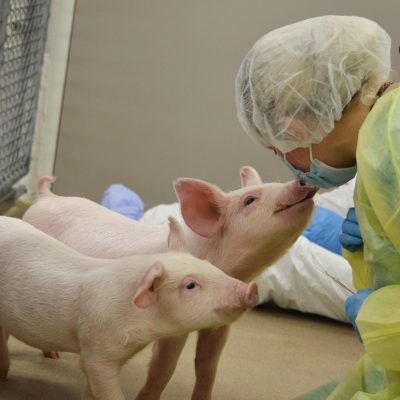 Pig Thumbnail