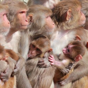 Rhesus macaque Thumbnail