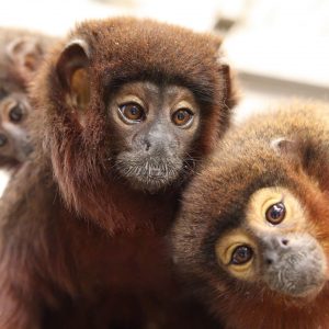 Titi Monkey Thumbnail