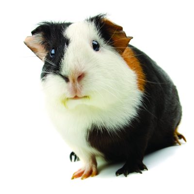 Guinea Pig Thumbnail