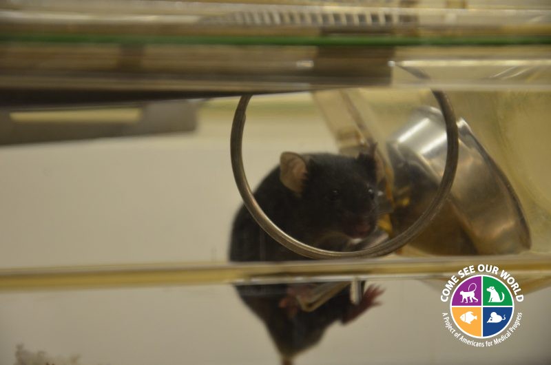 Mouse on shower ring