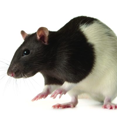 Rat Thumbnail