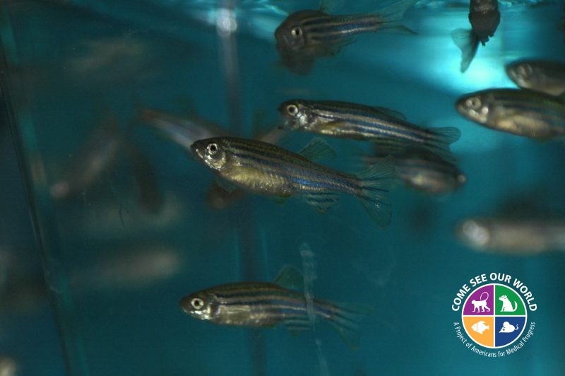 Zebrafish and Anti-Cancer Drugs