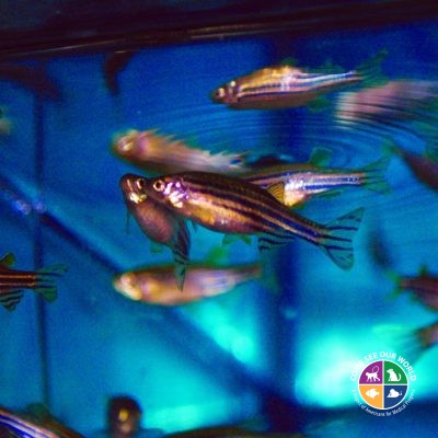 Zebrafish Thumbnail