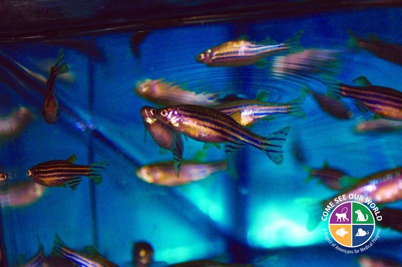 Zebrafish and Spinal Cord Regeneration