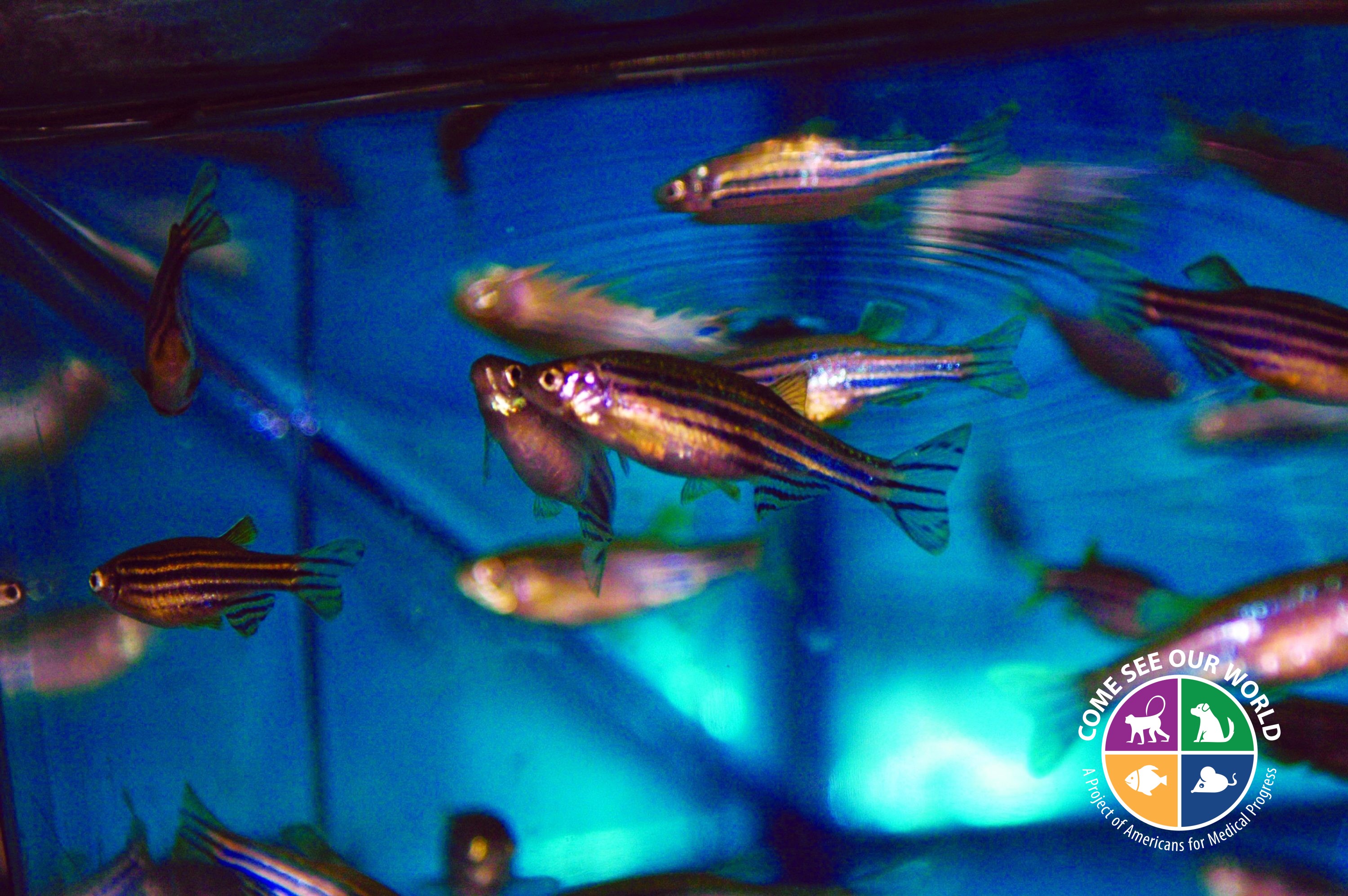 Zebrafish and Spinal Cord Regeneration