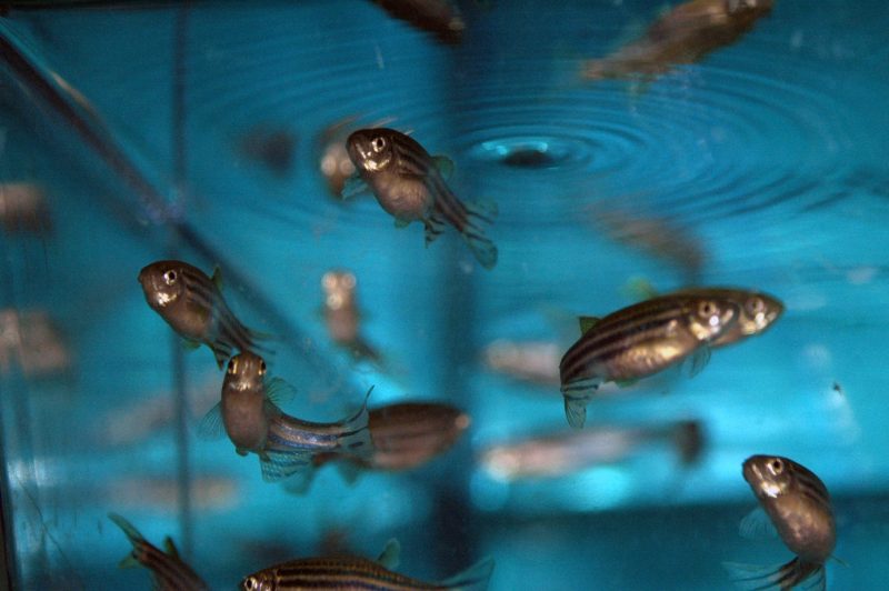 zebrafish tank