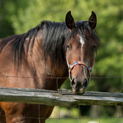 Horse Thumbnail