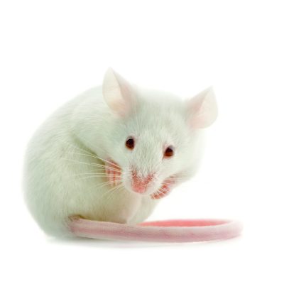 Mouse Thumbnail