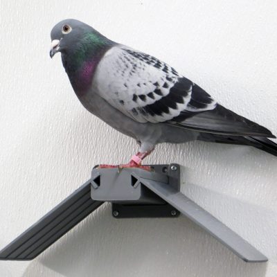 Pigeon Thumbnail