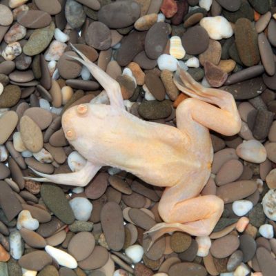 Frog Thumbnail