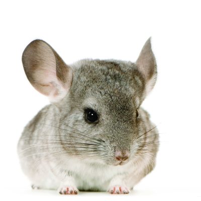 Chinchilla Thumbnail