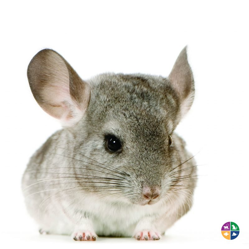 Chinchilla