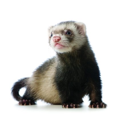 Ferret Thumbnail