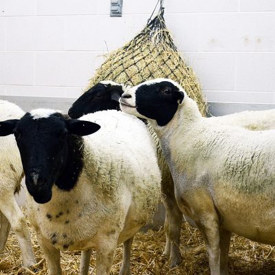 Sheep Thumbnail