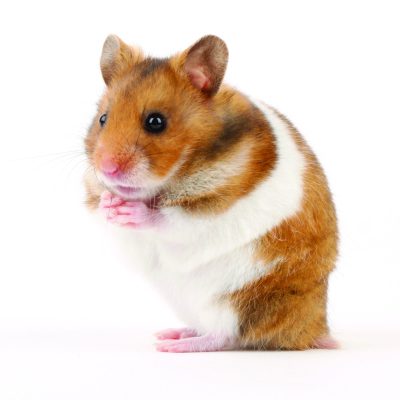 Hamster Thumbnail