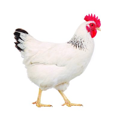Chicken Thumbnail