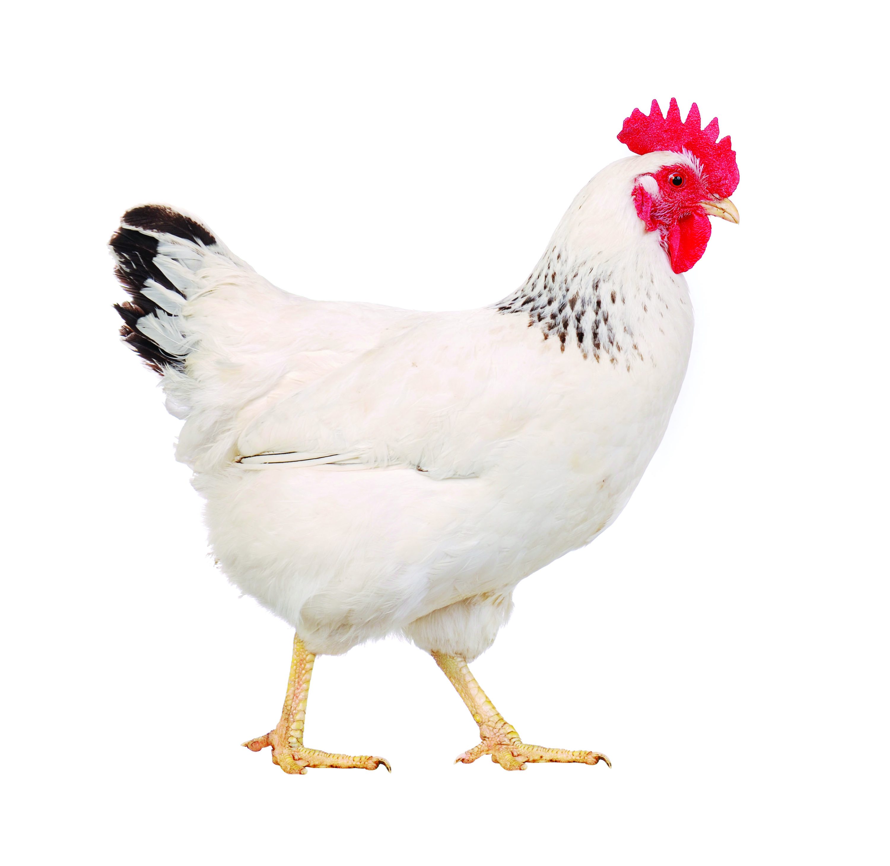 white hen