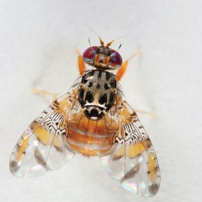 Fruit Fly Thumbnail