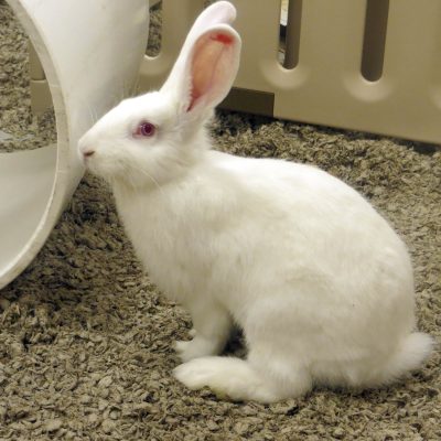 Rabbit Thumbnail