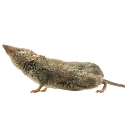 Japanese shrew Thumbnail