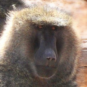 Baboon Thumbnail