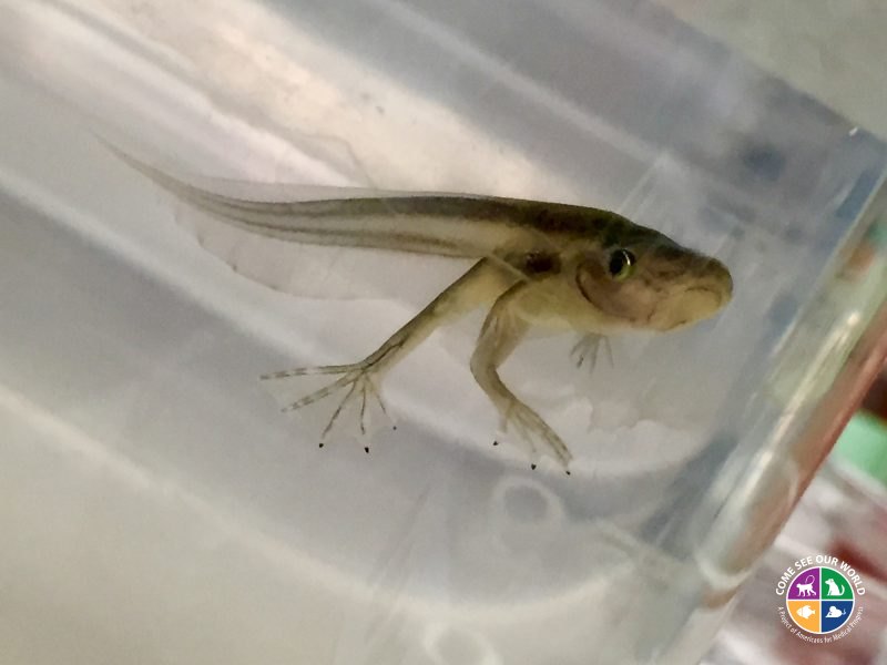 Xenopus Froglet