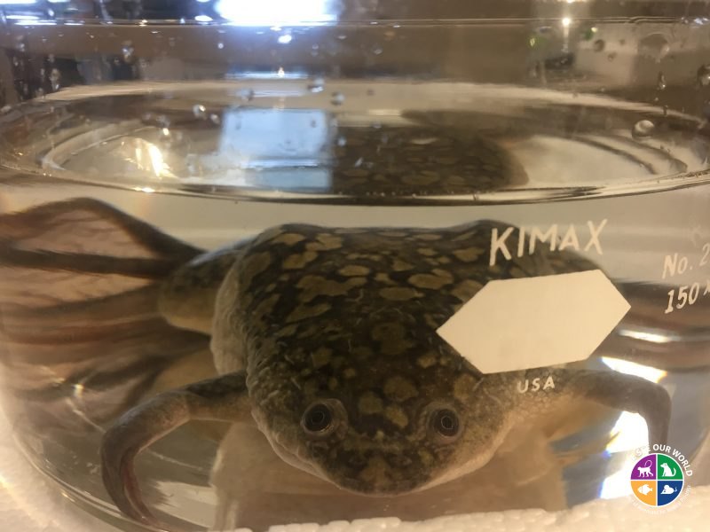 Xenopus laveis
